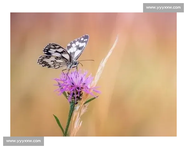 晨雾与羽翅:鸟里的早安启示 晨雾与羽翅:鸟里的早安启示