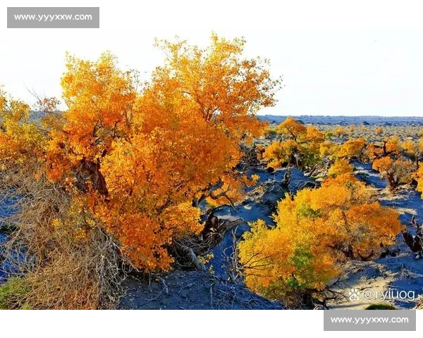 秋日阿勒泰,那束橙色的暖光